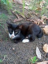 Black cat is relaxing on the ground. close up. portrait style. Royalty Free Stock Photo