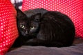 Black cat relaxing on sofa and looking curious at camera. Horizontal image. Royalty Free Stock Photo