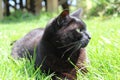 Black Cat Resting Royalty Free Stock Photo