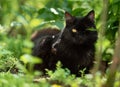 Black cat resting in green bushes outdoors Royalty Free Stock Photo