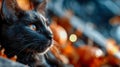 Black cat resting among pumpkins under the full moon on Halloween night Royalty Free Stock Photo