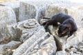 Black cat resting on ruins of ancient city Ephesus, Izmir, Turkey