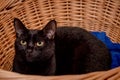 Black cat resting in a wicker basket Royalty Free Stock Photo