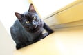 Black cat resting on a wooden windowsill in the house