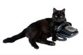 Black cat and retro black phone on a white Royalty Free Stock Photo