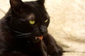Black cat's face
