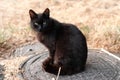 Black cat with sad eyes sitting and looking at camera on metal sewer manhole