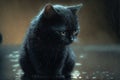 Black cat, sad lonely abandoned, under the rain illustration generative ai
