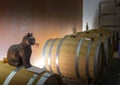 Black cat (schwarze katze) as a symbol of best wine in typical Austrian wine cellar Royalty Free Stock Photo