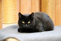 Beautiful black cat is lying on the scratching post and looking to the camera Royalty Free Stock Photo