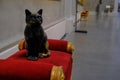 Black cat sculpture sitting on red velvet chair in National Gallery, Galleria Nazionale of Palazzo Pilotta