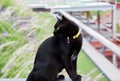 Black cat,0002