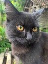 Black cat with a sharp gaze