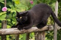 Black cat sharpens claws on a wooden fence in garden in nature