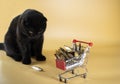 Black cat with a shopping basket filled with fish. Royalty Free Stock Photo