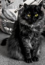 Black cat of siberian breed, ashen color with white undercoat. Cute fluffy kitten. Proud, important cat sits. A cat with