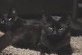 Black cat siblings Royalty Free Stock Photo