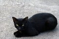 Black Cat sickly ugly on floor Royalty Free Stock Photo