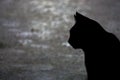 Black cat silhouette close up view black and white image Royalty Free Stock Photo