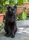 Black cat sit on concrete floor Royalty Free Stock Photo