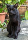 Black cat sit on concrete floor Royalty Free Stock Photo