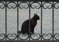 Black cat sits behind the barred gate