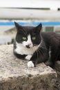 Black cat sits on a concrete ramp Royalty Free Stock Photo