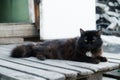 A black cat sits on the doorstep. The cat is on the steps. A pet Cat pet Royalty Free Stock Photo