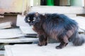 A black cat sits on the doorstep. The cat is on the steps. A pet Cat pet Royalty Free Stock Photo