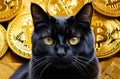 a black cat sits and laying among some gold cryptocoins Bitcoins. The cat is mining bitcoins. Yellow gold background