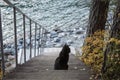 Cat sits on the steps of a wooden staircase and looks at the water. Calm, quiet place for relaxation and pacification