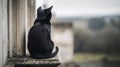 Black Cat Sitting on Stone Wall with a View Royalty Free Stock Photo