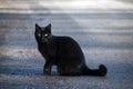 Black cat sits on the street and looks with her green-yellow eye