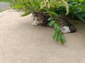 a black cat sits under a green tree branch