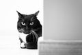 Black cat sitting around the corner Royalty Free Stock Photo