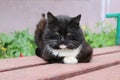 Black cat sitting on a bench in spring