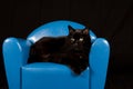 Black cat sitting in a blue mini chair