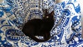 black cat sitting on blue and white pattern on chair