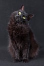 Black cat sitting on a dark background and acting very curious by tilting the head in a funny and cute pose.