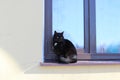 Black cat sitting on the eaves of the window on the first floor of the house with beige plaster. Royalty Free Stock Photo