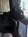 Black cat sitting on edge of couch