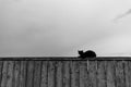 Black cat sitting on fence Royalty Free Stock Photo