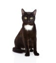 Black cat sitting in front and looking at camera. on wh Royalty Free Stock Photo