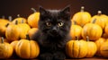 A black cat sitting in front of small pumpkins