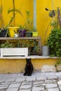 Black cat sitting in front of vibrant yellow wall with colorful potted plants in Neve Tzedek, Tel Aviv Royalty Free Stock Photo