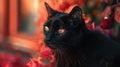 A black cat sitting in front of a window. Perfect for pet or Halloween themed projects Royalty Free Stock Photo