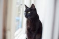 Black cat sitting in front of the window Royalty Free Stock Photo