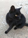 Black cat sitting on a gray concrete floor Royalty Free Stock Photo