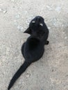 Black cat sitting on a gray concrete floor Royalty Free Stock Photo