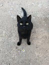 Black cat sitting on a gray concrete floor Royalty Free Stock Photo